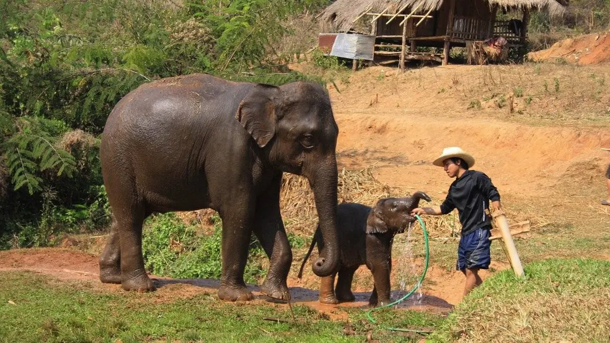 GEO Reportage E363 Thaïlande, le dernier voyage d'un éléphant