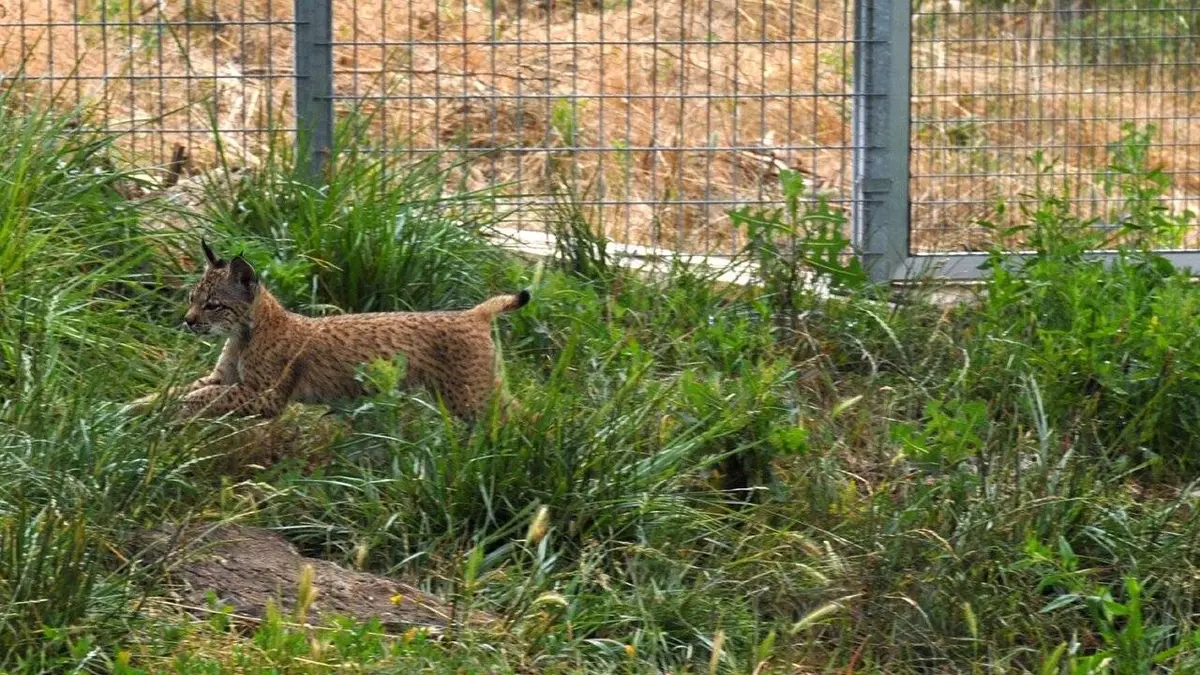 GEO Reportage E323 Sur la trace du lynx ibérique