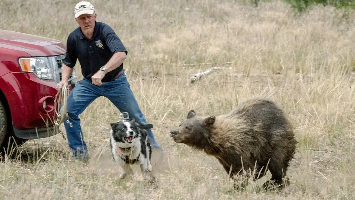 GEO Reportage E437 Les chiens traqueurs d'ours du Nevada