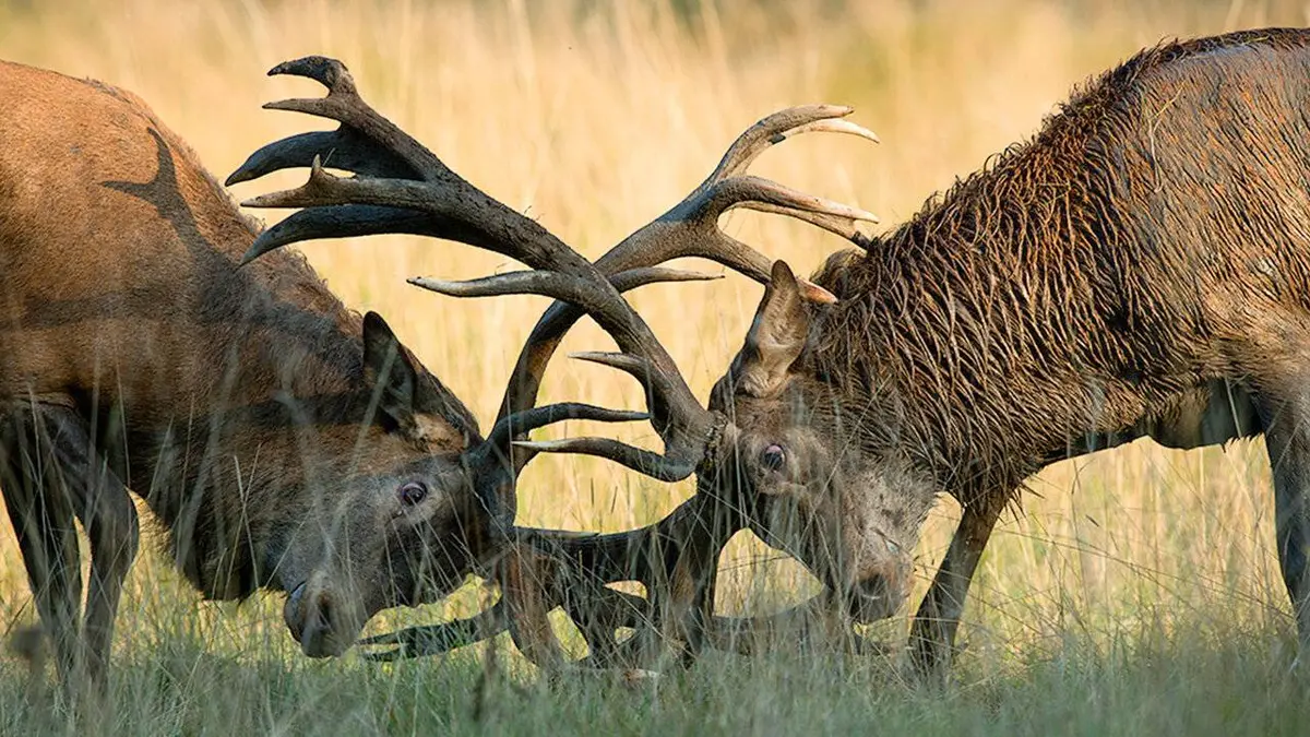 GEO Reportage E592 Loups et cerfs à l'ombre des blindés