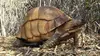 GEO Reportage Madagascar, le trafic des tortues angonoka