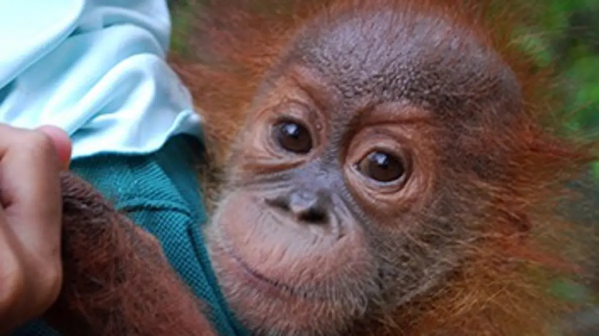 GEOlino Un espoir pour les derniers orangs-outangs