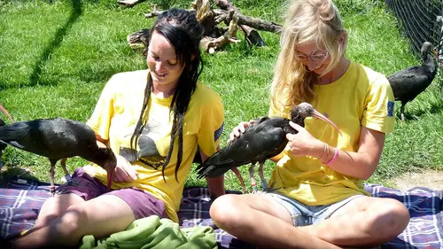 Geolino Cours de migration pour ibis chauve