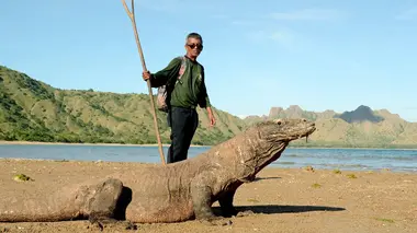 Les dragons de Komodo