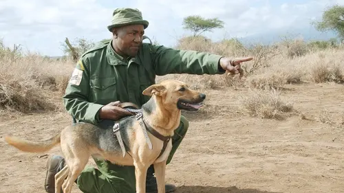 GEOlino Dédé, pisteuse de braconniers