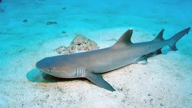 Le triste sort des requins