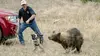 Des chiens au secours des ours
