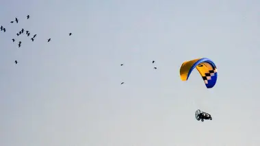 Cours de migration pour ibis chauves