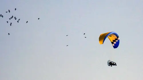 GEOlino Cours de migration pour ibis chauves