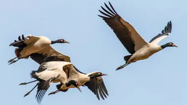 Karma et les oiseaux sacrés du Bhoutan