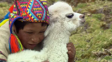 Pérou : un petit alpaga pour Christobal