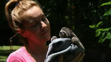 Costa Rica : un paradis pour les paresseux