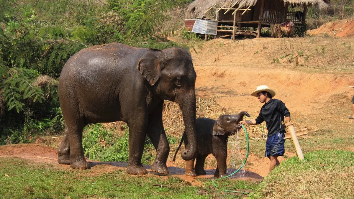 GEOlino Thaïlande : un éléphant en exil