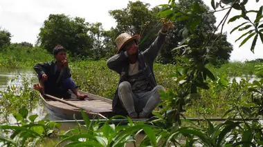 Suisse : des vaches bien remontées