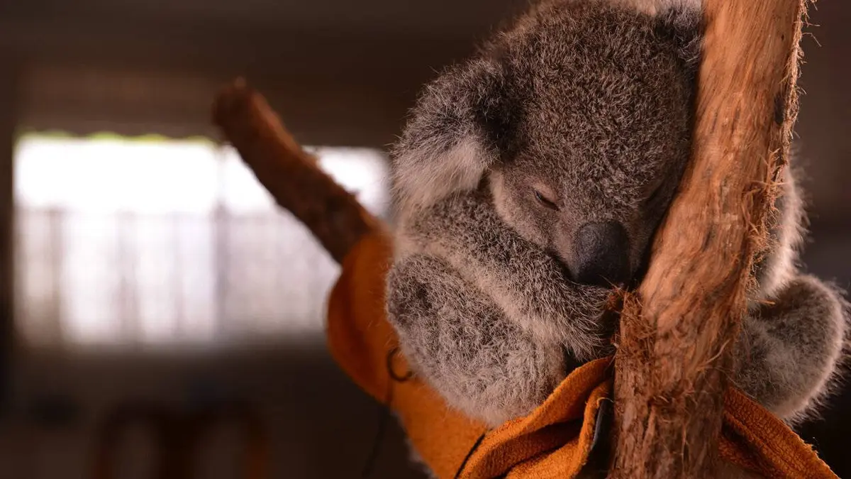 GEOlino Australie - L'hôpital des koalas