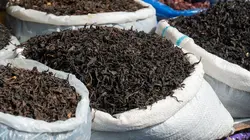 Géorgie : le thé de la liberté ?