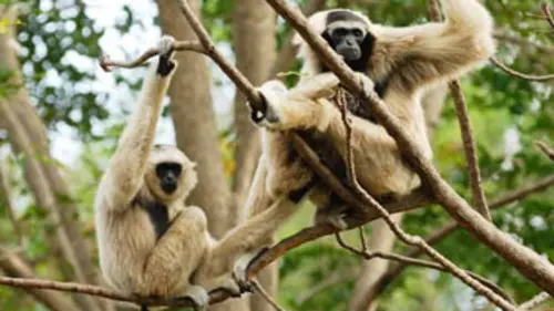 Gibbons et crocodiles