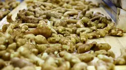 Gingembre, une épice magique ?