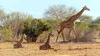 Girafes, les dernières géantes