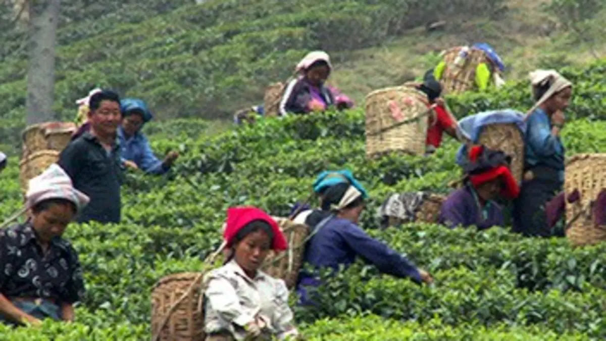 Thé pour tous E05 Thé pour tous