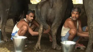 Le bonheur est dans le lait