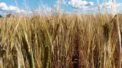 Gluten, l'ennemi public ?