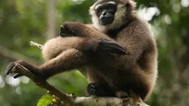 Voyage au coeur de la forêt