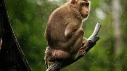 Visuel de Good Morning Kalimantan