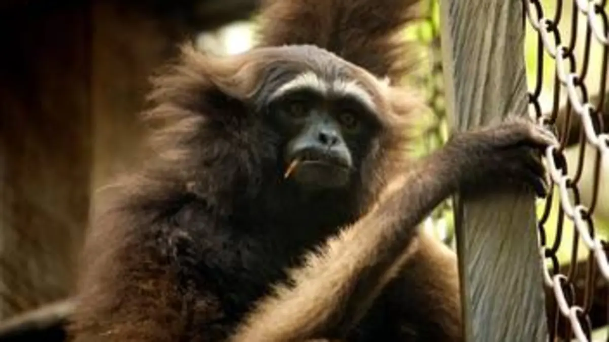 Good Morning Kalimantan E04 Visite à Marak