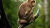 Good Morning Kalimantan S01E05 Opération macaques (2009)