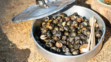 Les terres sauvages d'Afrique du Sud