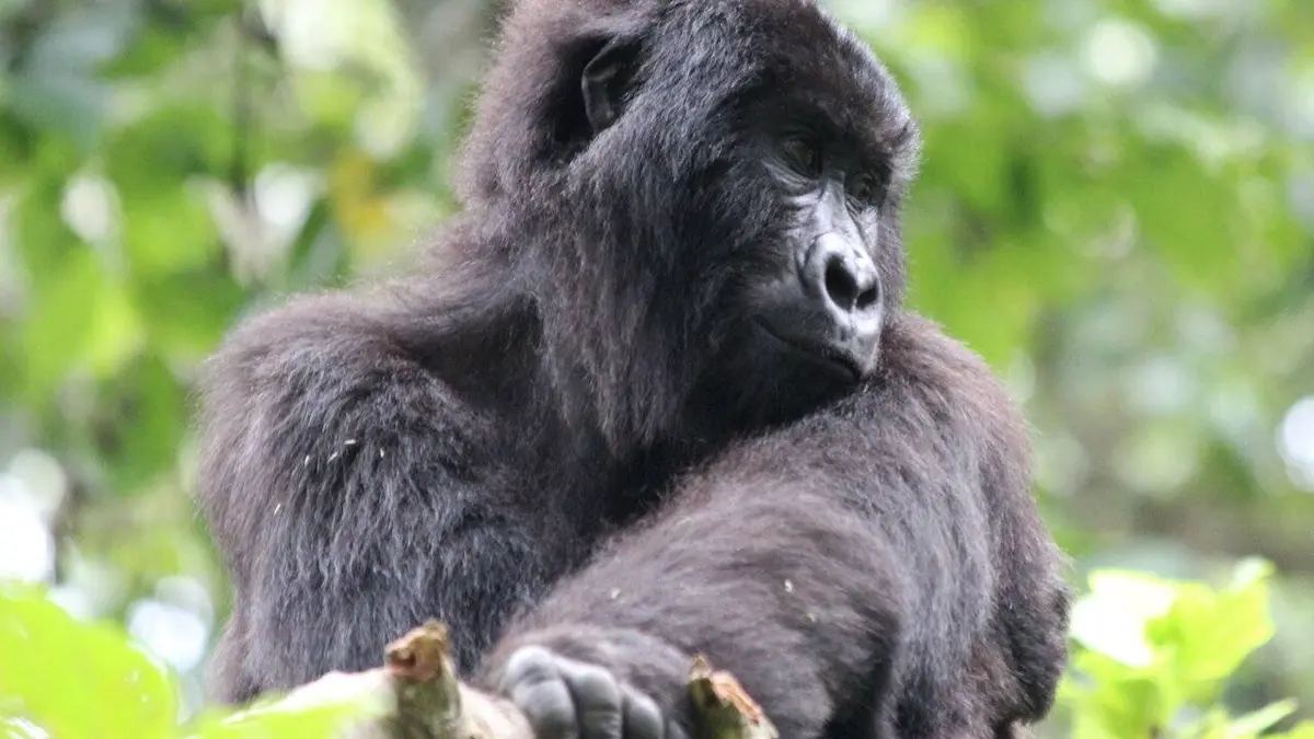 Gorilla Doctors S54E02 Gorilla Doctors