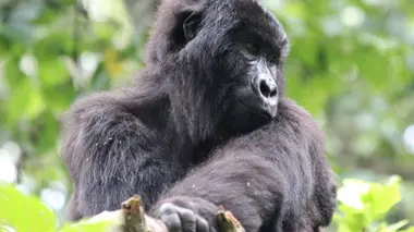 Gorilla Doctors S54E02 Gorilla Doctors