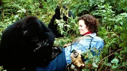 Gorilles dans la brume