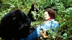 Gorilles dans la brume