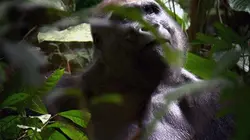 Visuel de Gorilles du Congo, sauvetage à la tronçonneuse