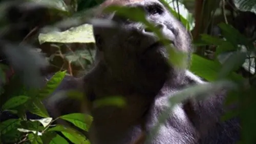 Gorilles du Congo, sauvetage à la tronçonneuse