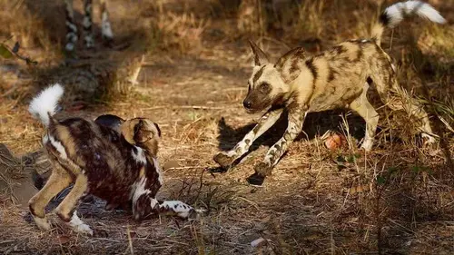 Gorongosa, le parc de la réconciliation