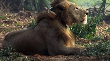 Le mystère des lions