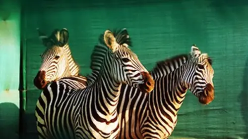 Gorongosa, renaissance d'un royaume S01E05 Lignes de combat