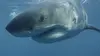 Grand requin blanc : les origines