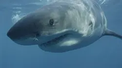 Visuel de Grand requin blanc : les origines