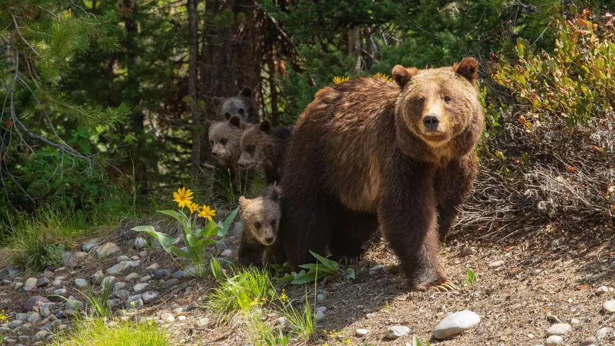 Visuel de Grand Teton, la reine des Grizzlys