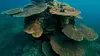 Grande barrière de corail S03E03 Un monde à préserver (2020)