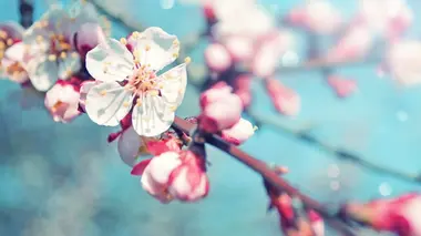 La nature, un chemin vers le bien-être