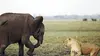 Lions contre éléphants d'Afrique : le choc des titans