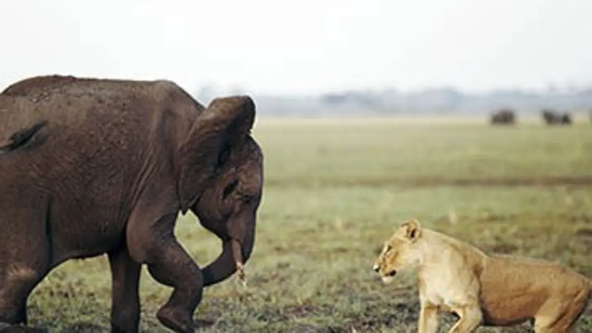 Grandeurs nature Combats de géants en Afrique