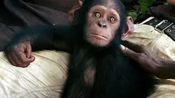 Sur France 4 à 23h20 : Grandeurs nature