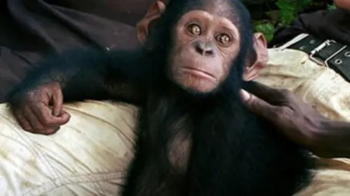 Grandeurs nature La fabuleuse histoire du singe Canelle