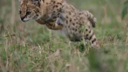 Grandeurs nature E02 Afrique sauvage : La savane